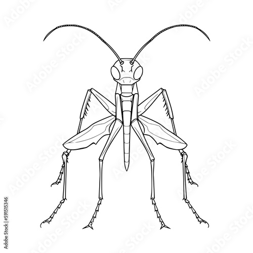 Mantis vector illustration isolated on transparent background