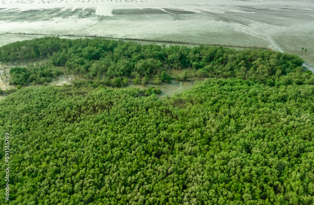 Green mangrove forest capture carbon dioxide. Net zero emissions