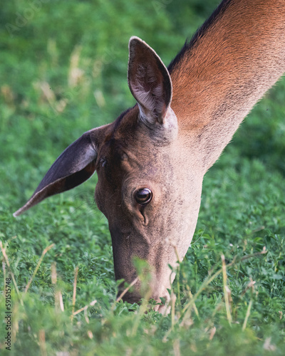 Detailed portrait of a deer with one ear up eating grass