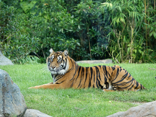Tigre de Sumatra sur la pelouse
