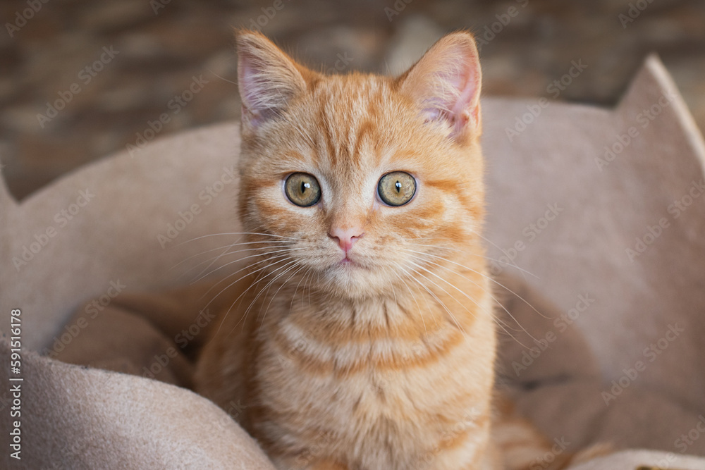 Little ginger cat sitting in his couch.