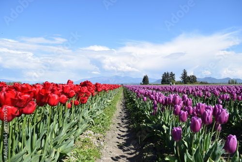 Tulip fields in Washington, USA