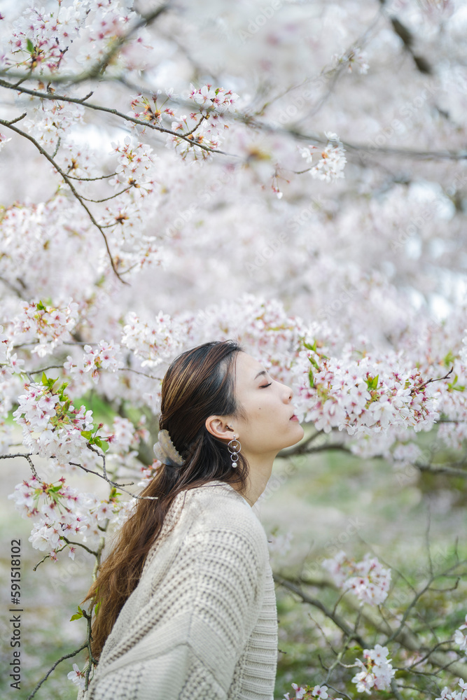 桜の花と女性 桜の花と女性