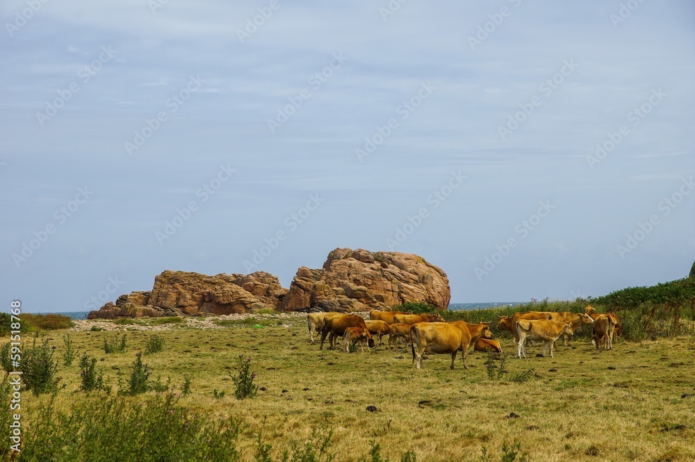 Obraz premium Breton cows grazing near the sea on the beautiful isle of Brehat in France. Discover the beauty of the French countryside