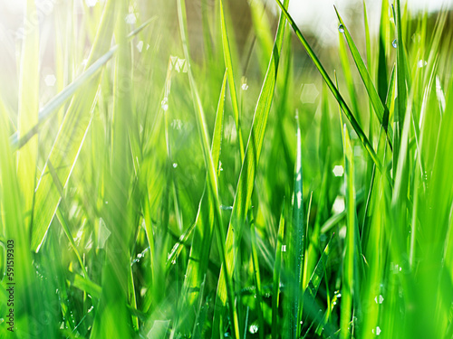 Green grass in the early morning after the rain. Dew drops illuminated by the rays of the sun. Selective focus.