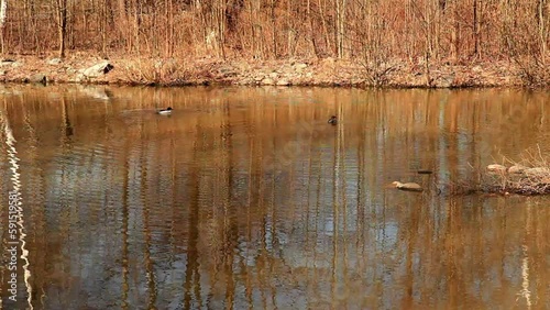 Common Merganser ( Mergus merganser ) Adult Male And Female swimming  in pond, breeding season.