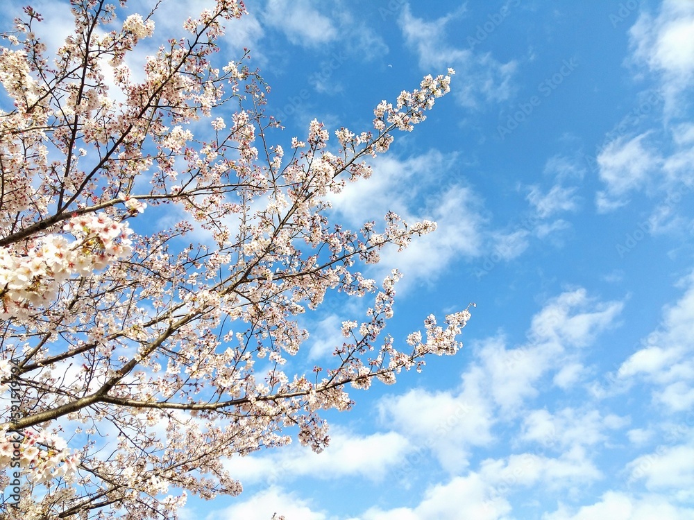青空と桜
