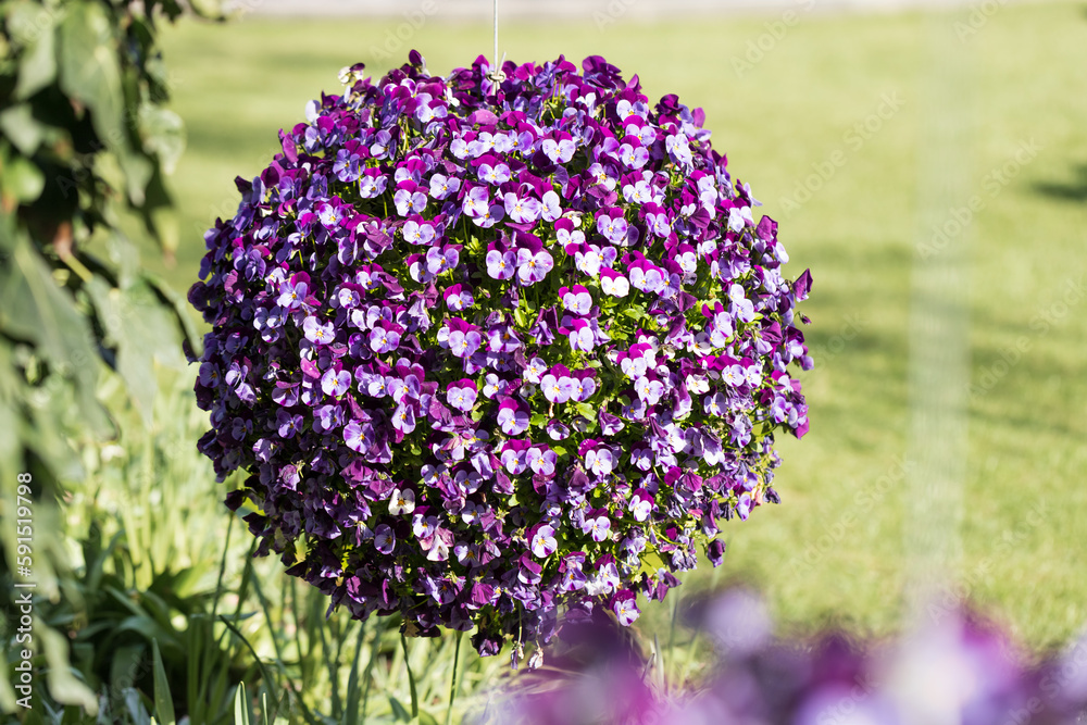 Obraz premium Hanging ball flowerbed with tricolor violet pansies in the park