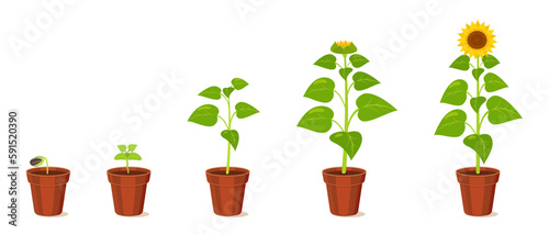 Sunflower growth stages from seed to flowering. Development cycle of seedlings in agriculture
