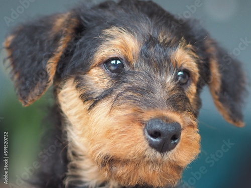 Fotografie Cute airedale terrier puppy