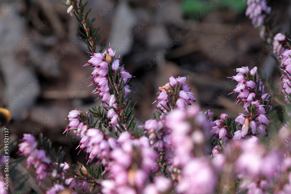 Obraz premium Pink small spring flowers bloom