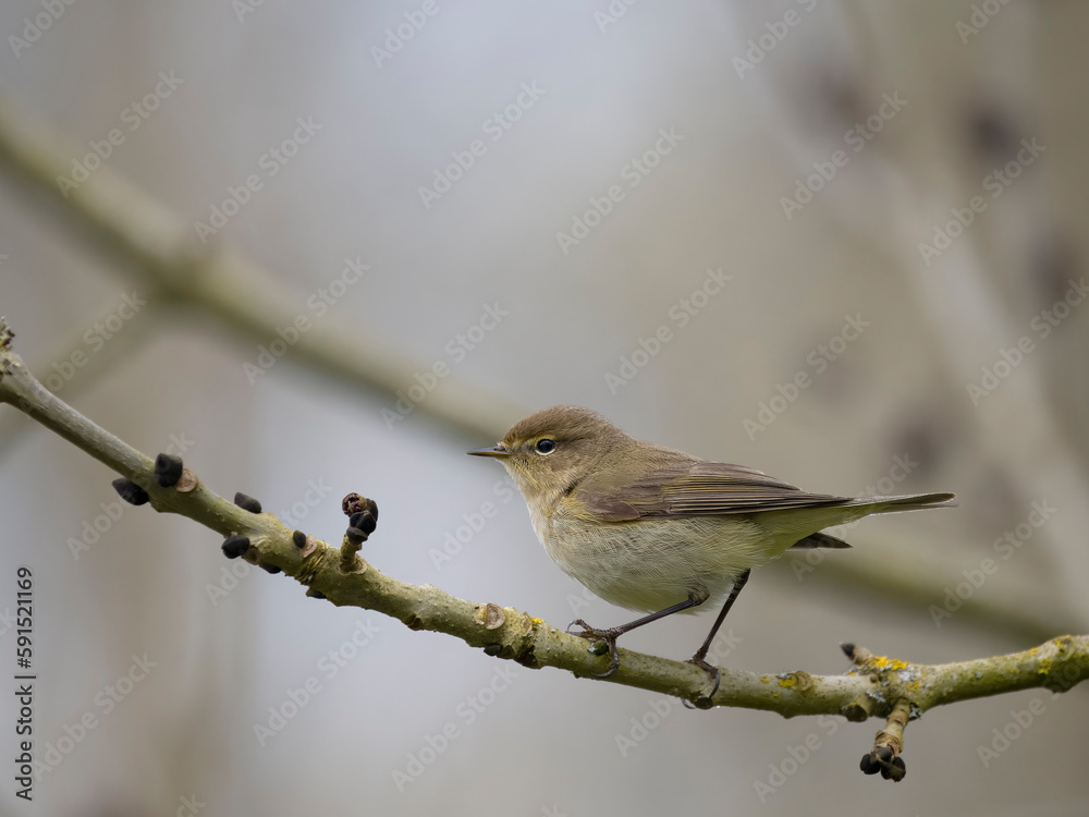 Chiffchaff, Phylloscopus collybita Chiffchaff, Phylloscopus collybita