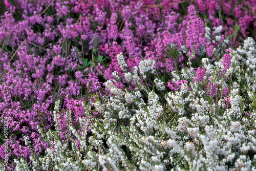 Pink and white small spring flowers bloom