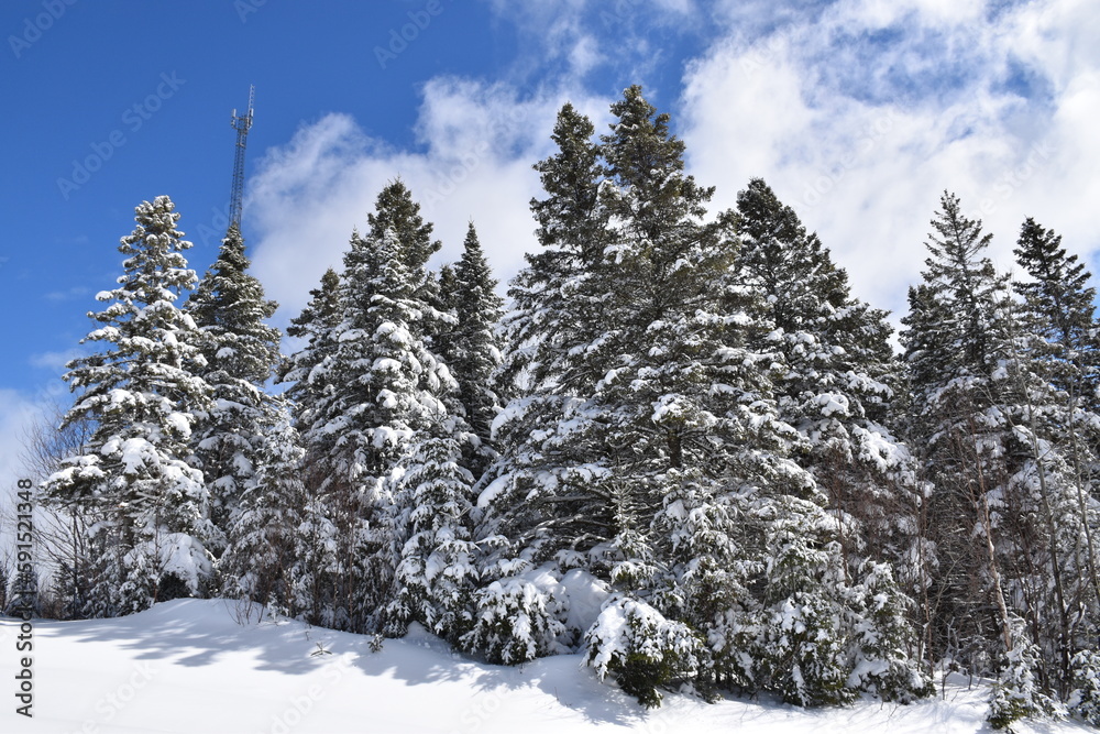 A forest under a spring sky, Sainte-Apolline, Québec, Canada