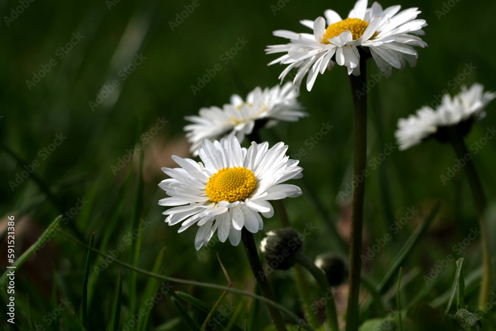 Beautiful spring flowers daisies Beautiful spring flowers daisies