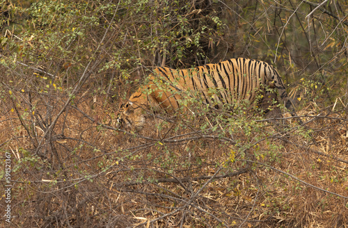 A tiger inside the jungle of Tadoba Andhari Tiger Reserve  India