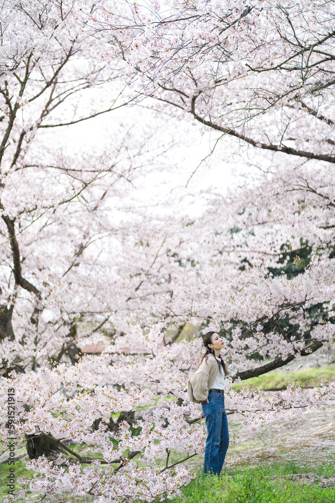 Naklejka premium 桜の花と女性