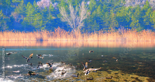 Beautiful serene waving reed in the sunlight - Eymir Lake , Ankara photo