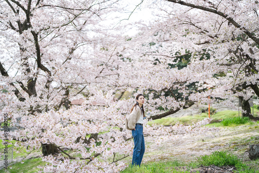 Naklejka premium 桜の花と女性