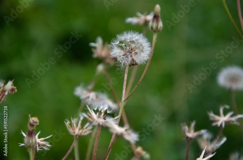 fluffy dandelion flies around on a background of grass © Helena