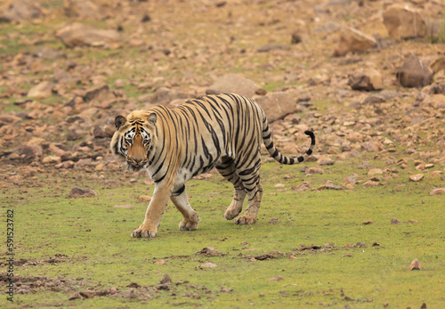 Tiger near Telia lake at Tadoba Andhari Tiger Reserve  India