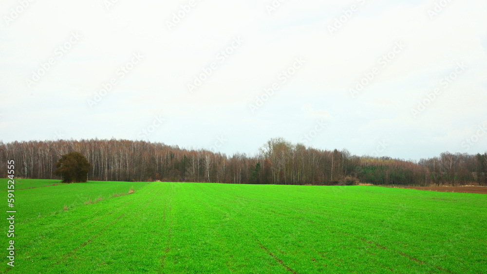 Fototapeta premium spring, farm