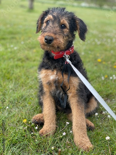 Photography portrait of an airedale terrier puppy