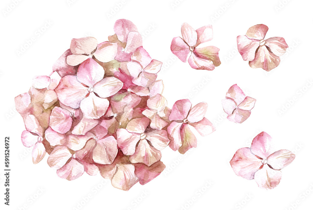 Watercolor hand drawn illustration. pink hydrangea flower. Botanical isolated design