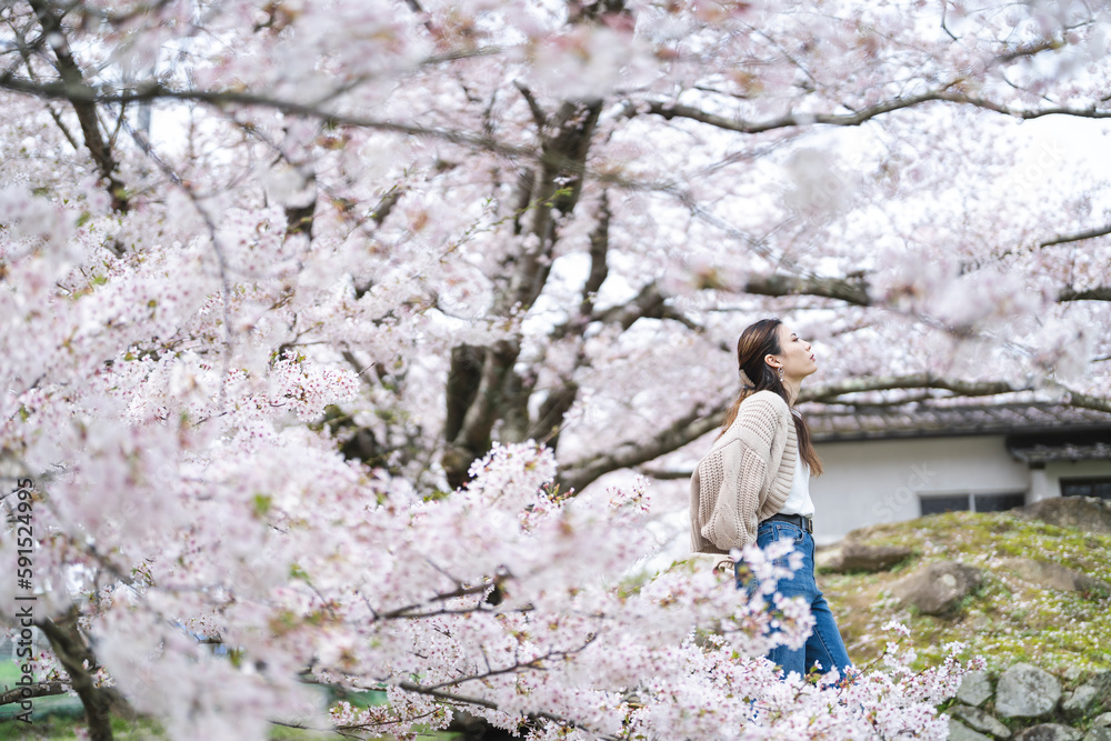 桜の花と女性