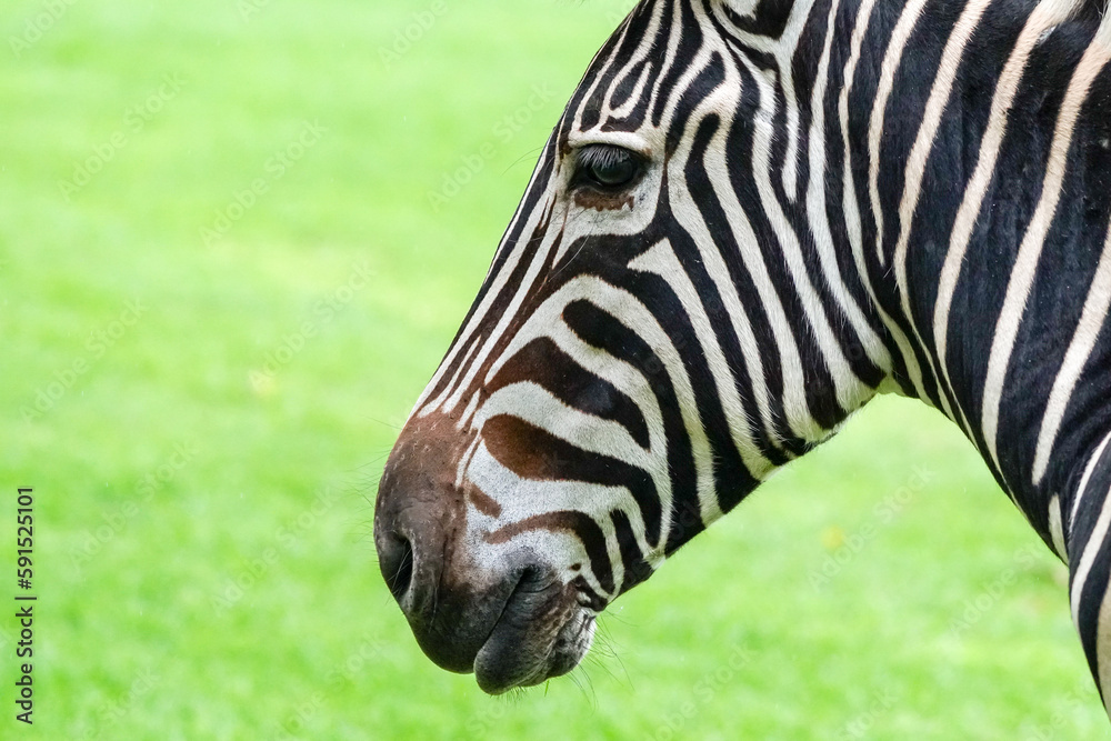 zebra head close up showing profile or side on face with eye, nostril and closed mouth zebra head close up showing profile or side on face with eye, nostril and closed mouth