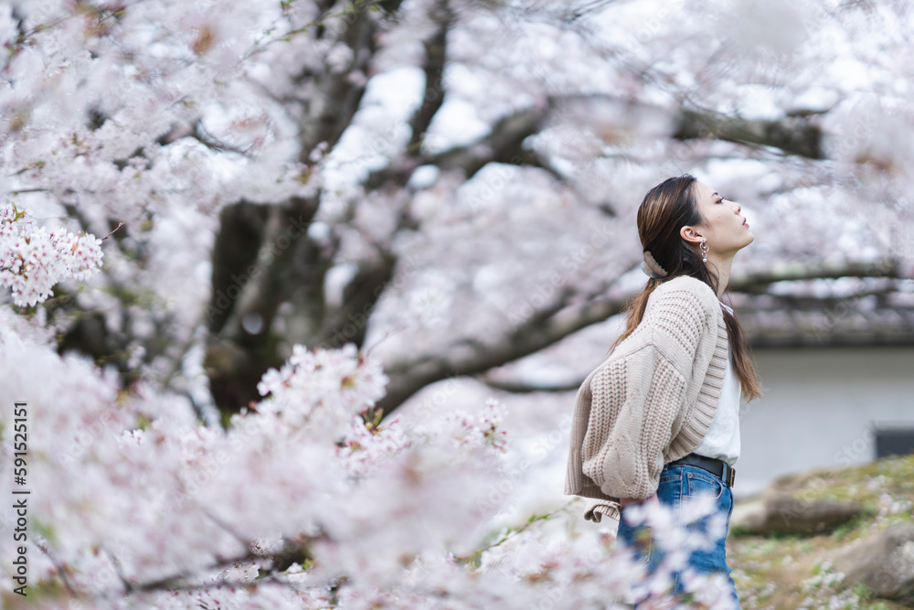 桜の花と女性 桜の花と女性