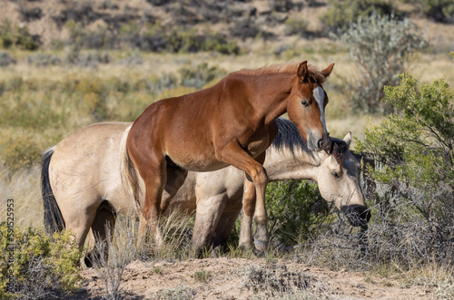 Wild Horses in Fall in the Wyoming Desert