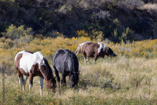 Wild Horses in Fall in the Wyoming Desert