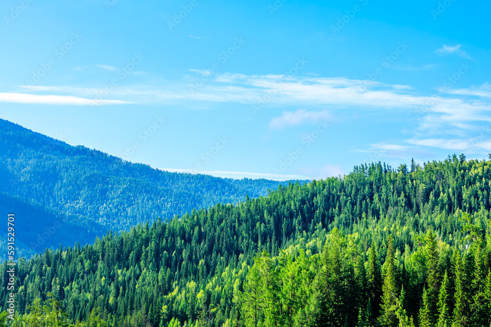 Green forest natural landscape on the mountain in summer