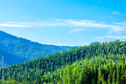 Green forest natural landscape on the mountain in summer