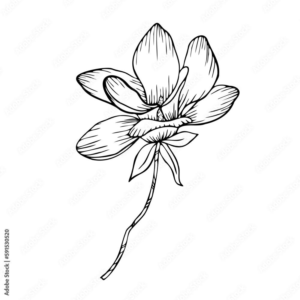 Line art clipart with Magnolia flower