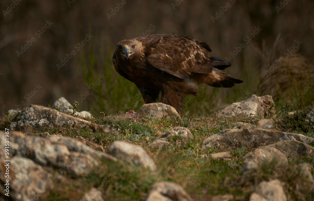 Fototapeta premium Macho de aguila real alimentándosela