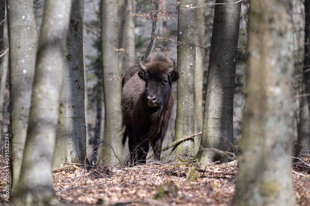 Fototapeta premium Wisente (Europäische Bisons) auf der dänischen Insel Bornholm 
