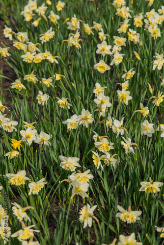 Field of yellow daffodils or narcissus flowers in full bloom, with green leaves. A symbol of spring and renewal.
