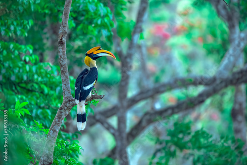 The great Indian Hornbill on a beautiful perch 
