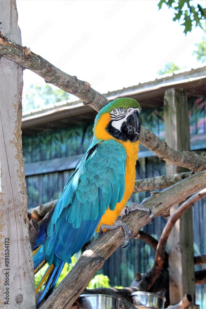 Obraz premium Blue and Gold Macaw Portrait