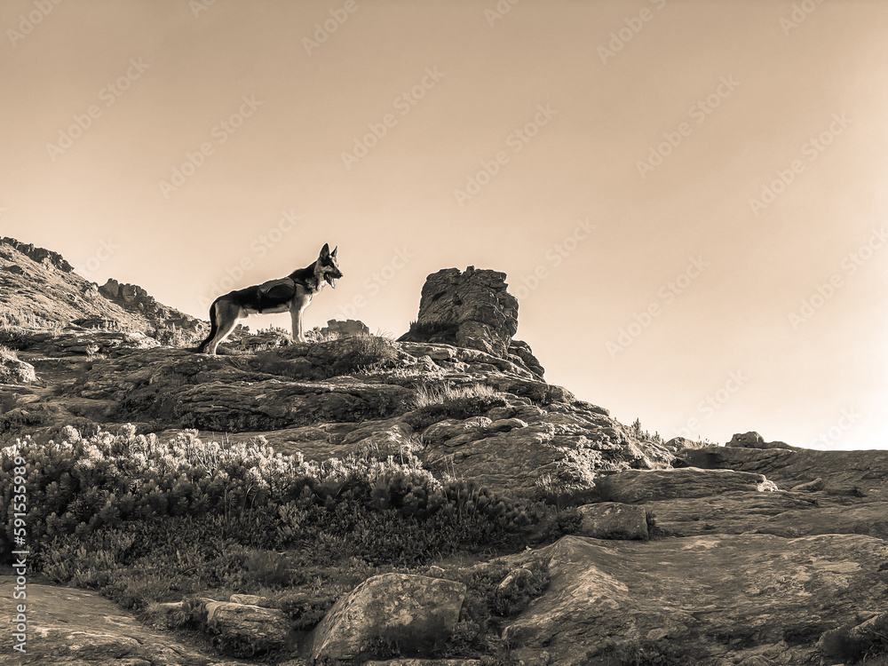 Shepherd dog on rocky mountain. Hiking in mountains with dog. Chornohora, Ukraine.