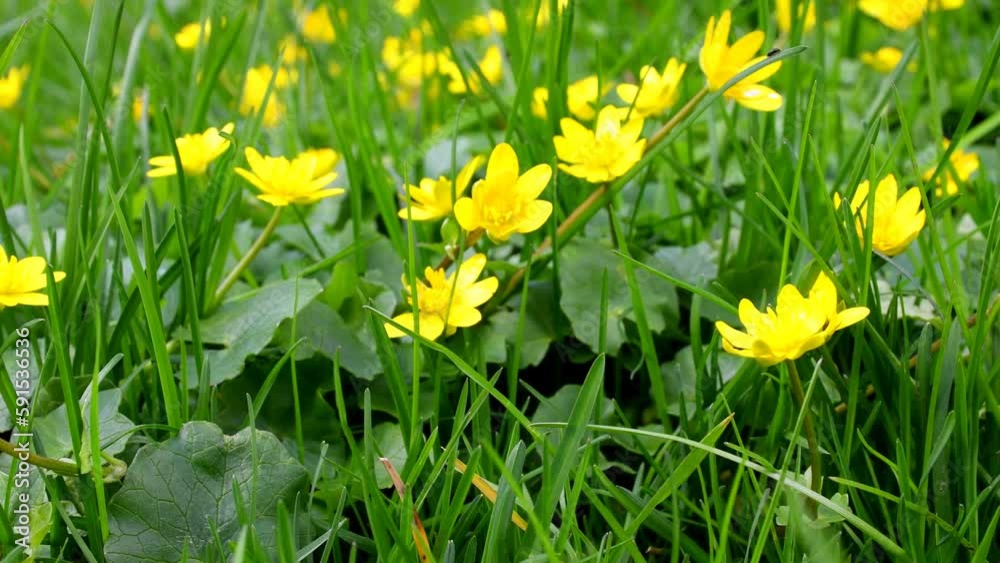 Lesser Celandine, spring flowers in a German garden
in early spring
Lesser Celandine, spring flowers in a German garden
in early spring