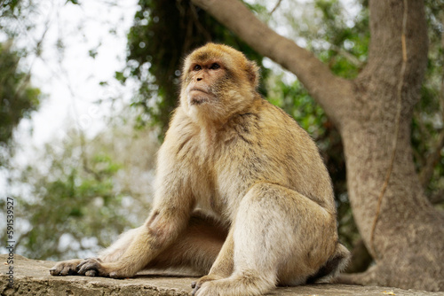 Single Barbary Macaque monkey sitting on a wall
