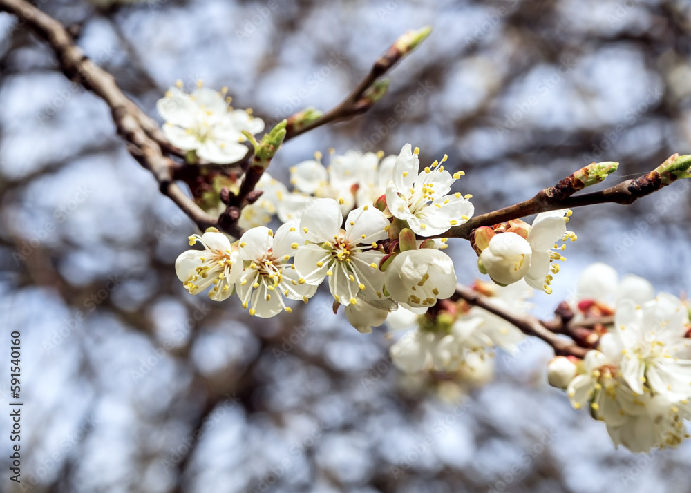 apricot tree branch with lovely white flowers and buds against a blue sky apricot tree branch with lovely white flowers and buds against a blue sky