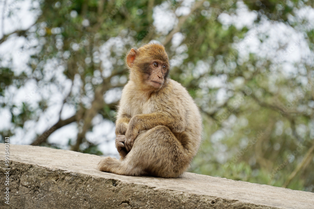 Young Barbary Macaque monkey sitting on stone wall Young Barbary Macaque monkey sitting on stone wall