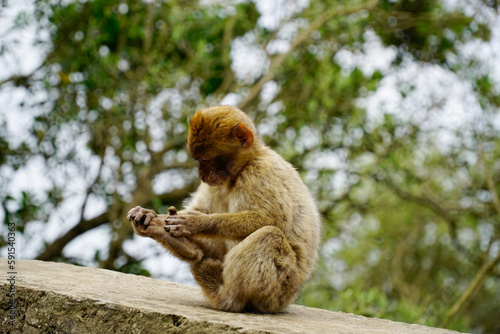 Young Barbary Macaque monkey sitting on stone wall © PX Media