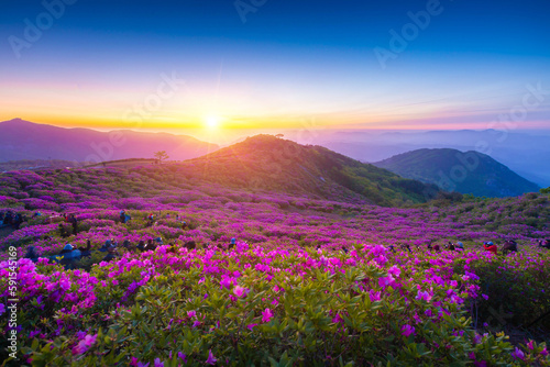Sunrise view of royal azalea flowers at Hwangmaesan Mt near Hapcheon-gun, South Korea photo