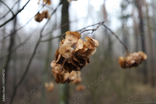 Ptelea trifoliata plant in the forest, wafer ash leaves, autumn forest  photo