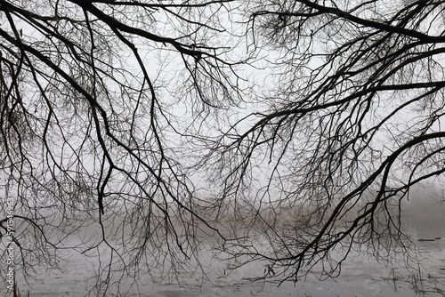 Gloomy branches in a foggy forest, branch pattern 